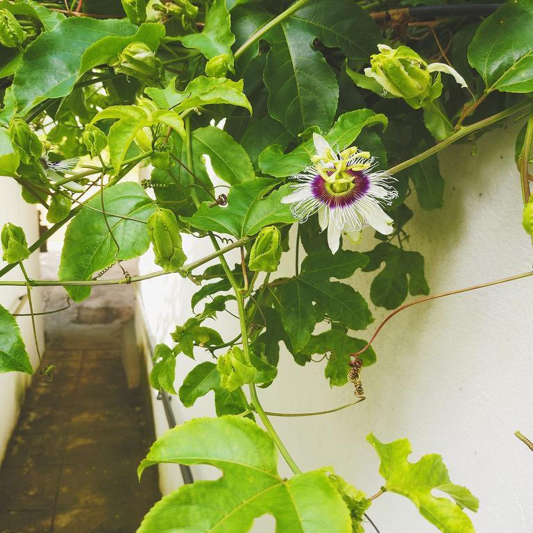 Jungle Guest House 갈레 외부 사진