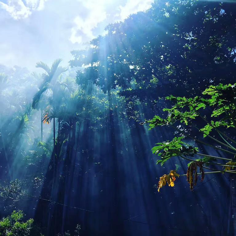 Jungle Guest House 갈레 외부 사진